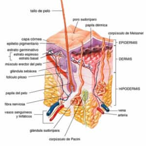 estructuras y funciones de la piel